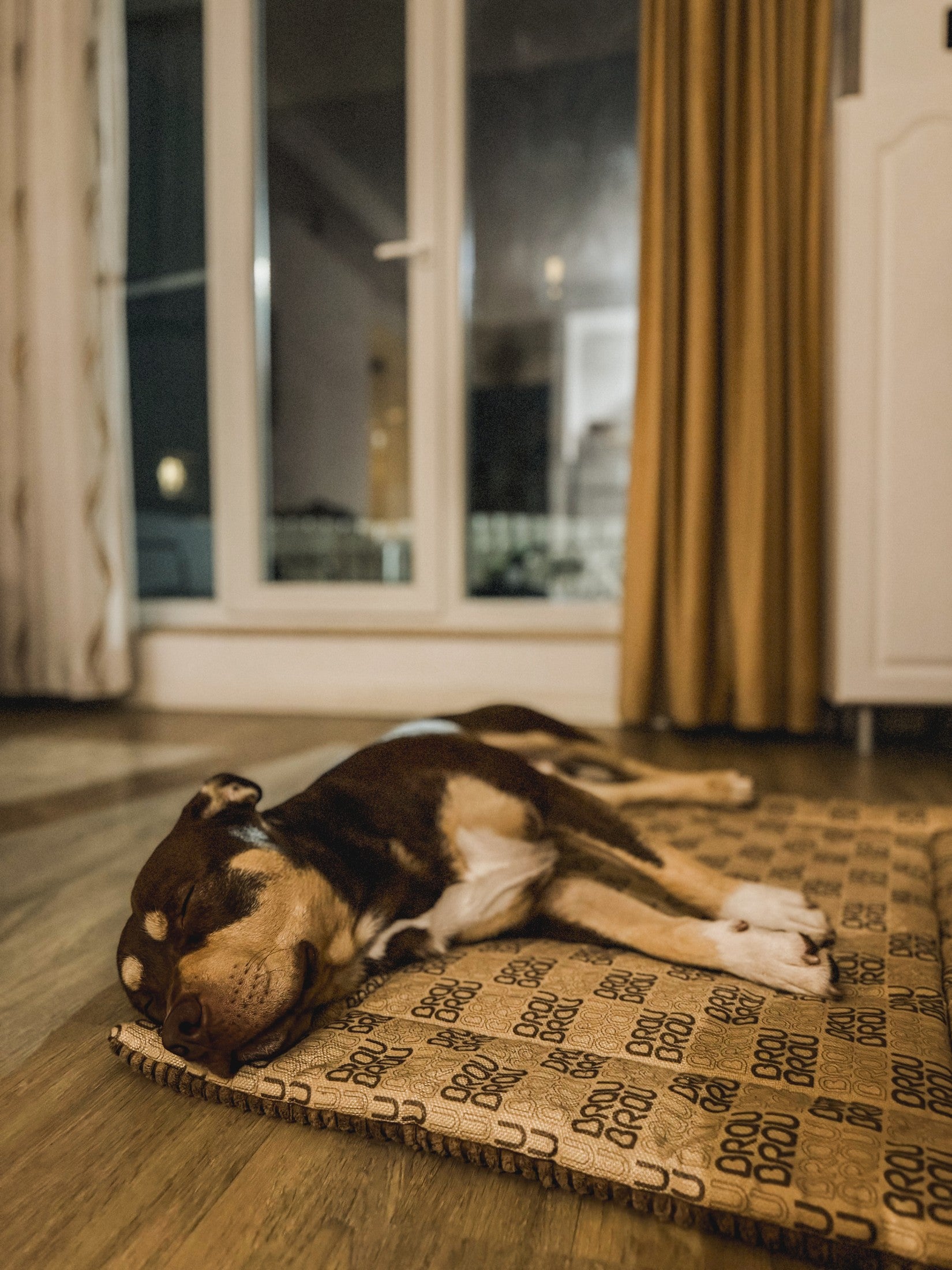 Câine odihnit pe o saltea BrauBrau într-un interior cald, exemplu de susținere pentru somnul zilnic