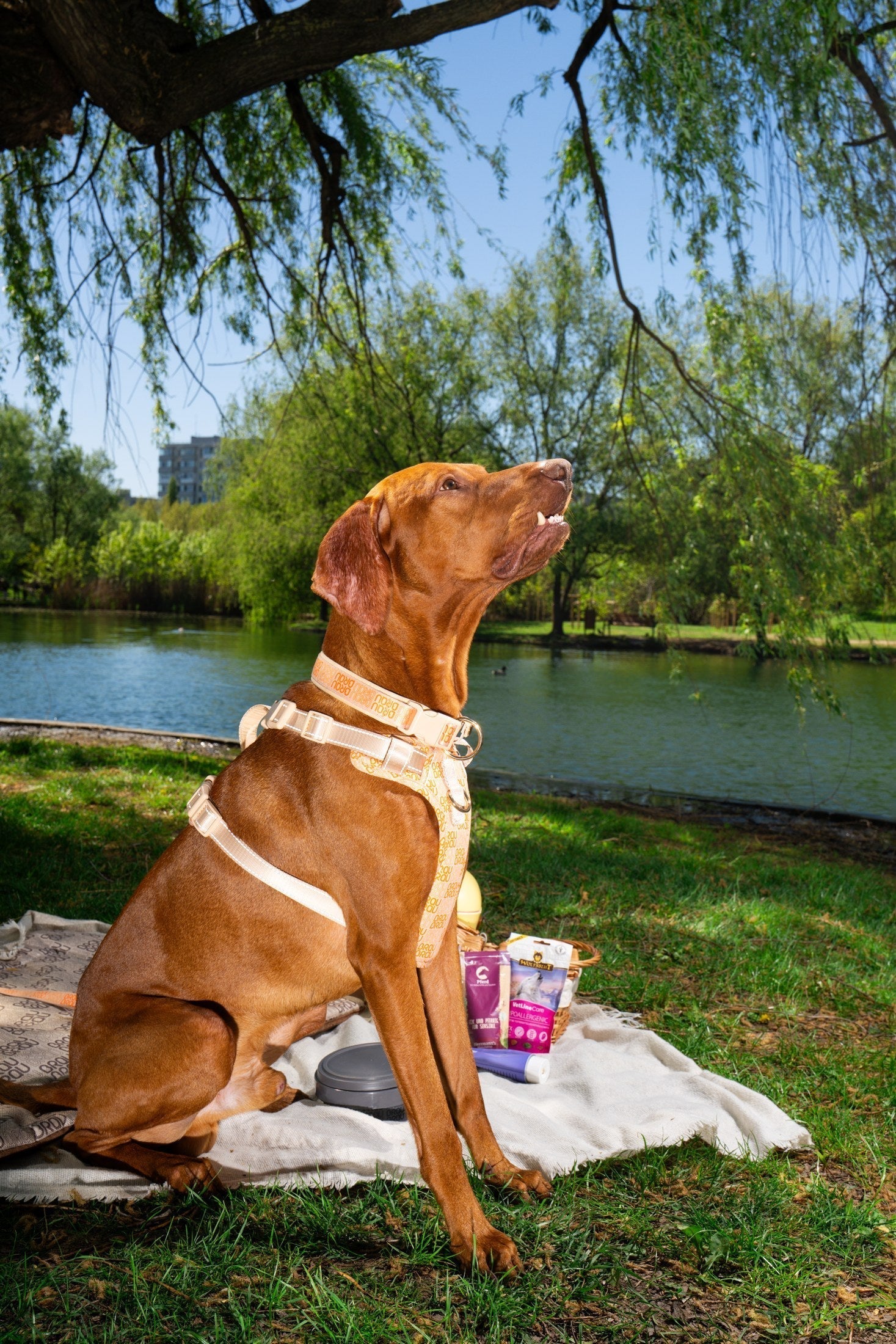 Câine cu ham BrauBrau în parc, lângă produse de îngrijire pentru blană și piele vara