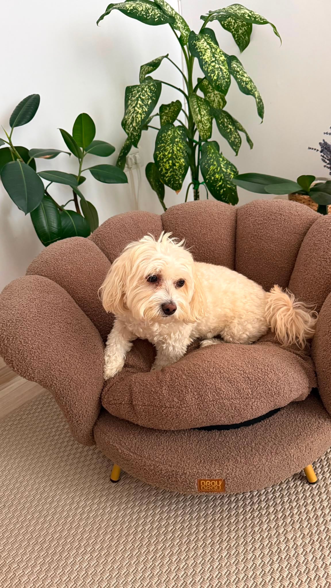 Bouclé-Sofa Cappuccino Flower Braun von BRAUBRAU – für Hunde & Katzen