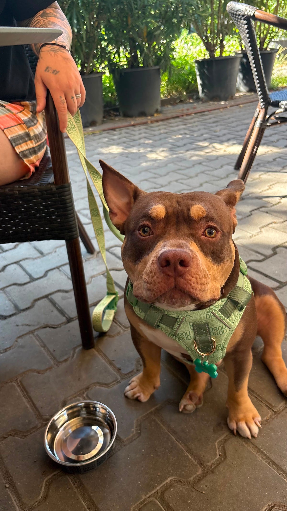 Signature Walk Set Grün (3-teilig) – verstellbare Leine, Halsband & Geschirr für Hunde