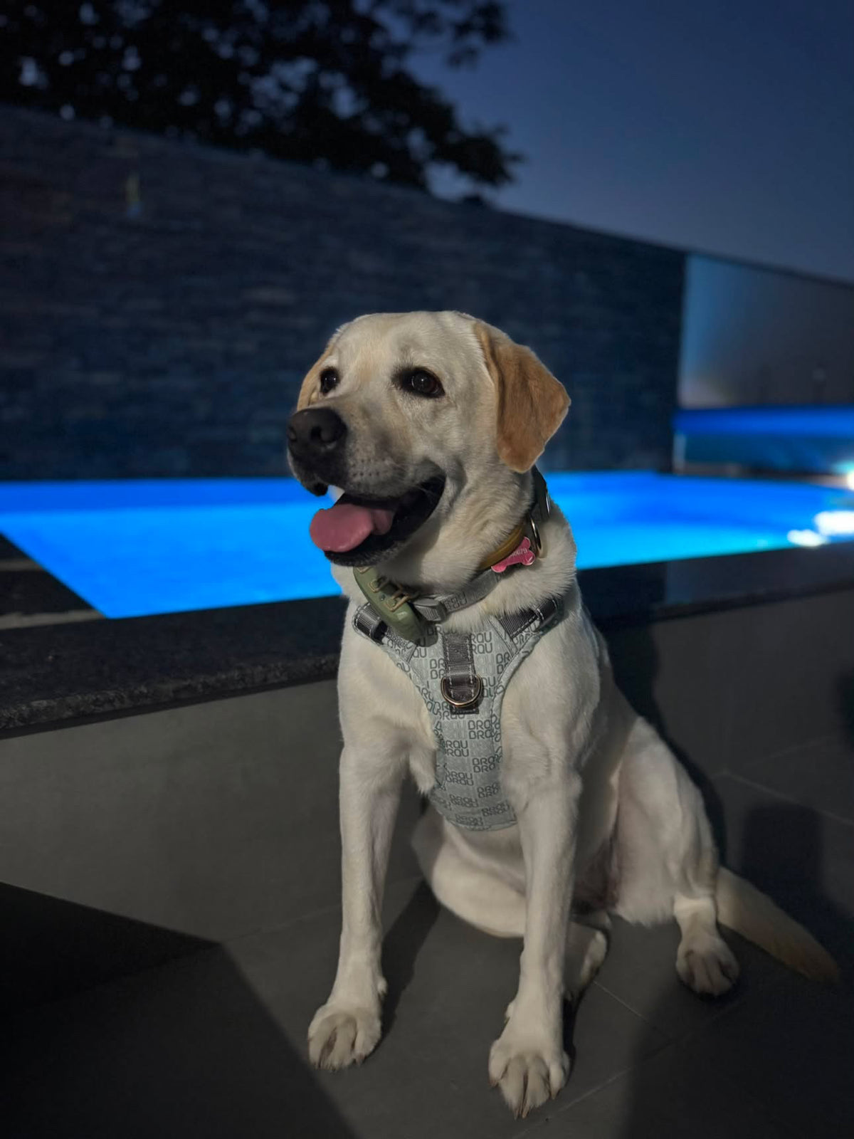 Signature Walk Set Grau (3-teilig) – verstellbare Leine, Halsband & Geschirr für Hunde