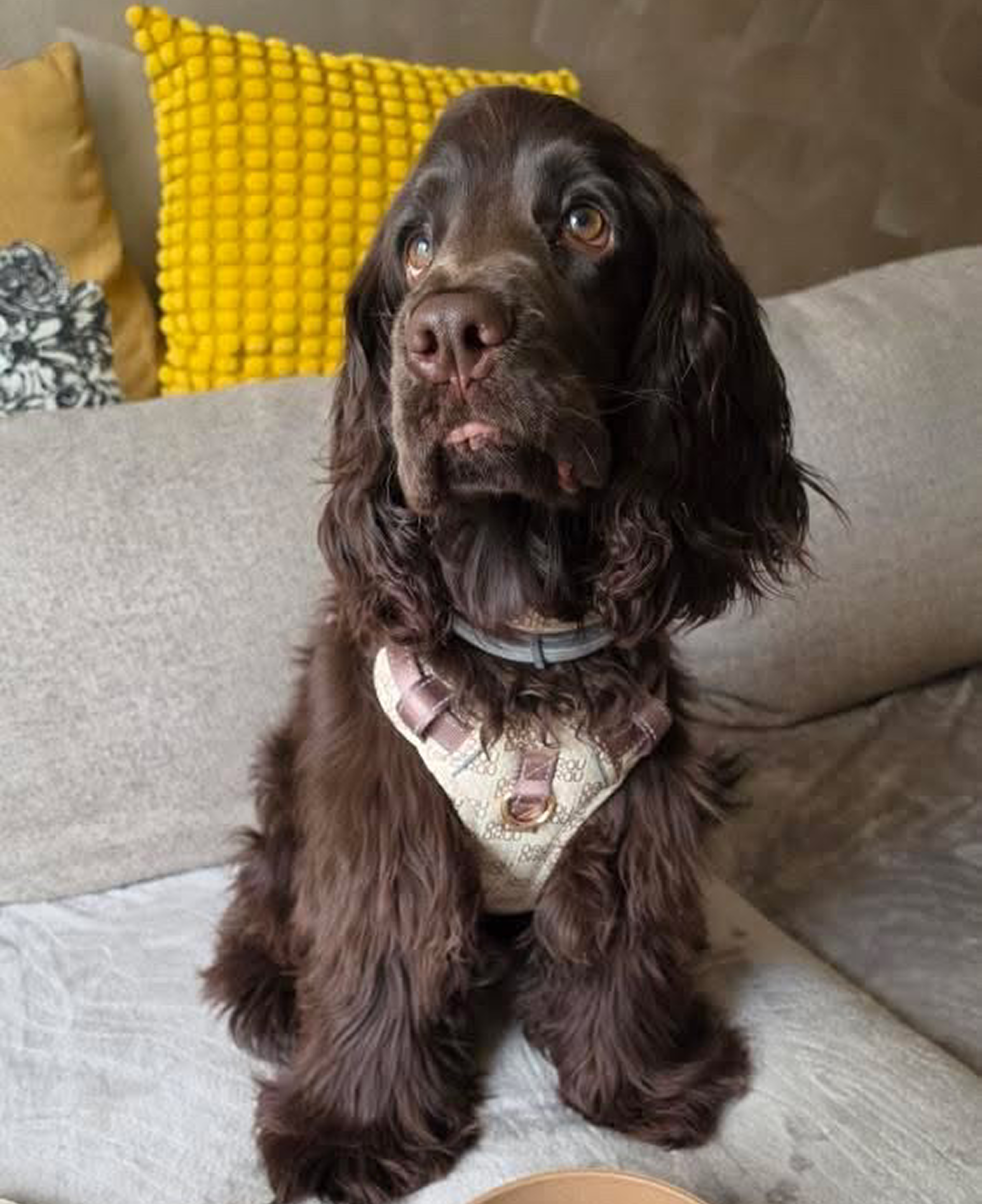 Signature Walk Set Braun (3-teilig) - Verstellbare Leine, Halsband und Geschirr für Hunde