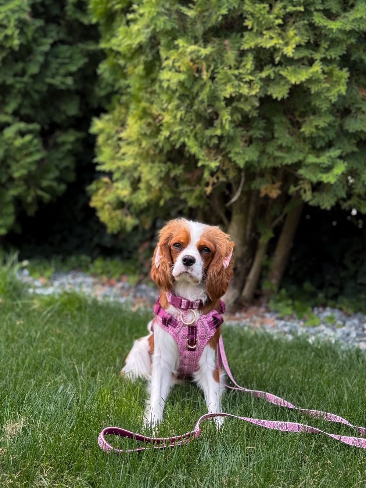 Signature Walk Set Rosa (3-teilig) – verstellbare Leine, Halsband & Geschirr für Hunde