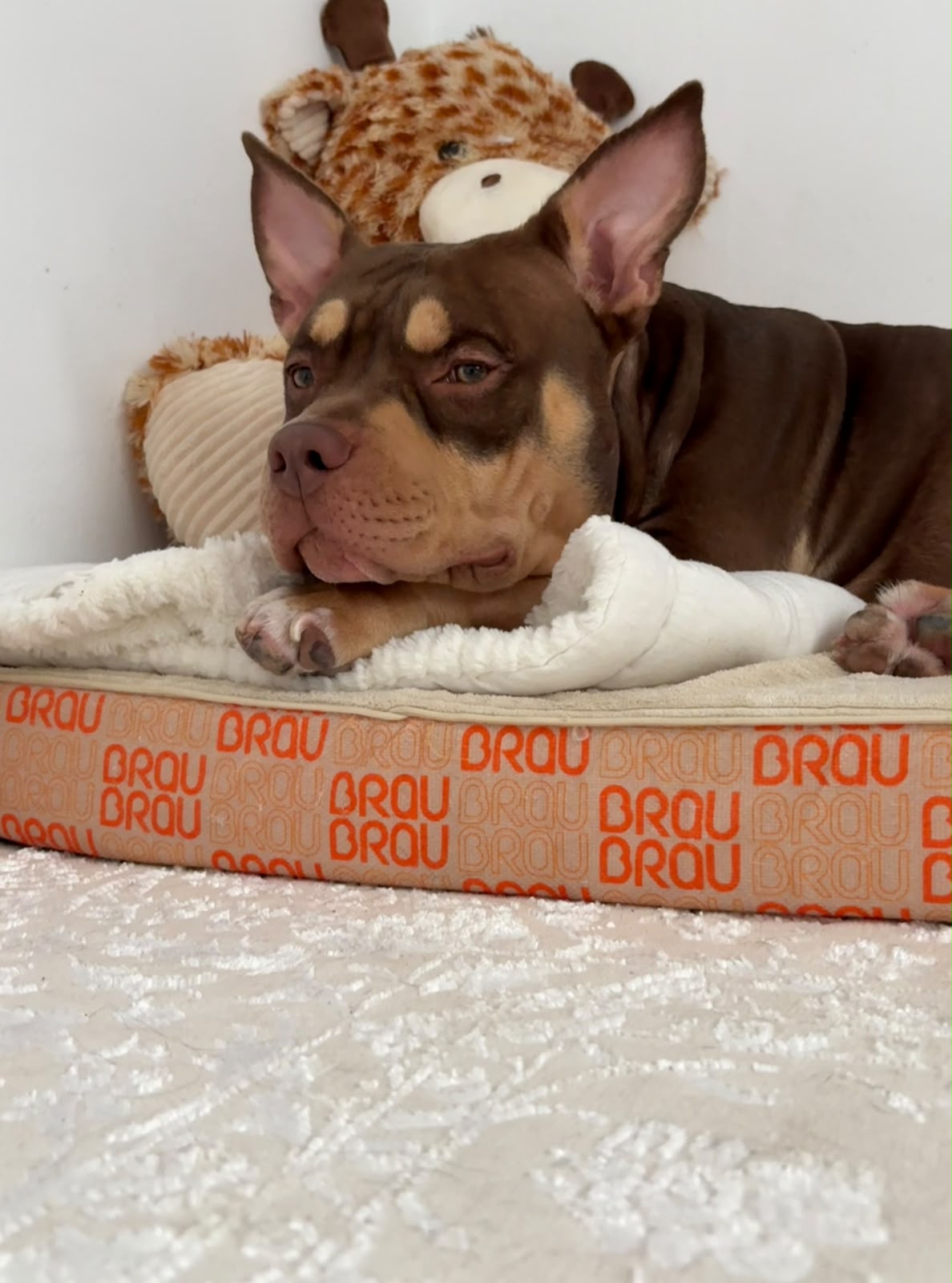 Hundematratze BRAUBRAU Signature Summer Peach – für Hunde & Katzen