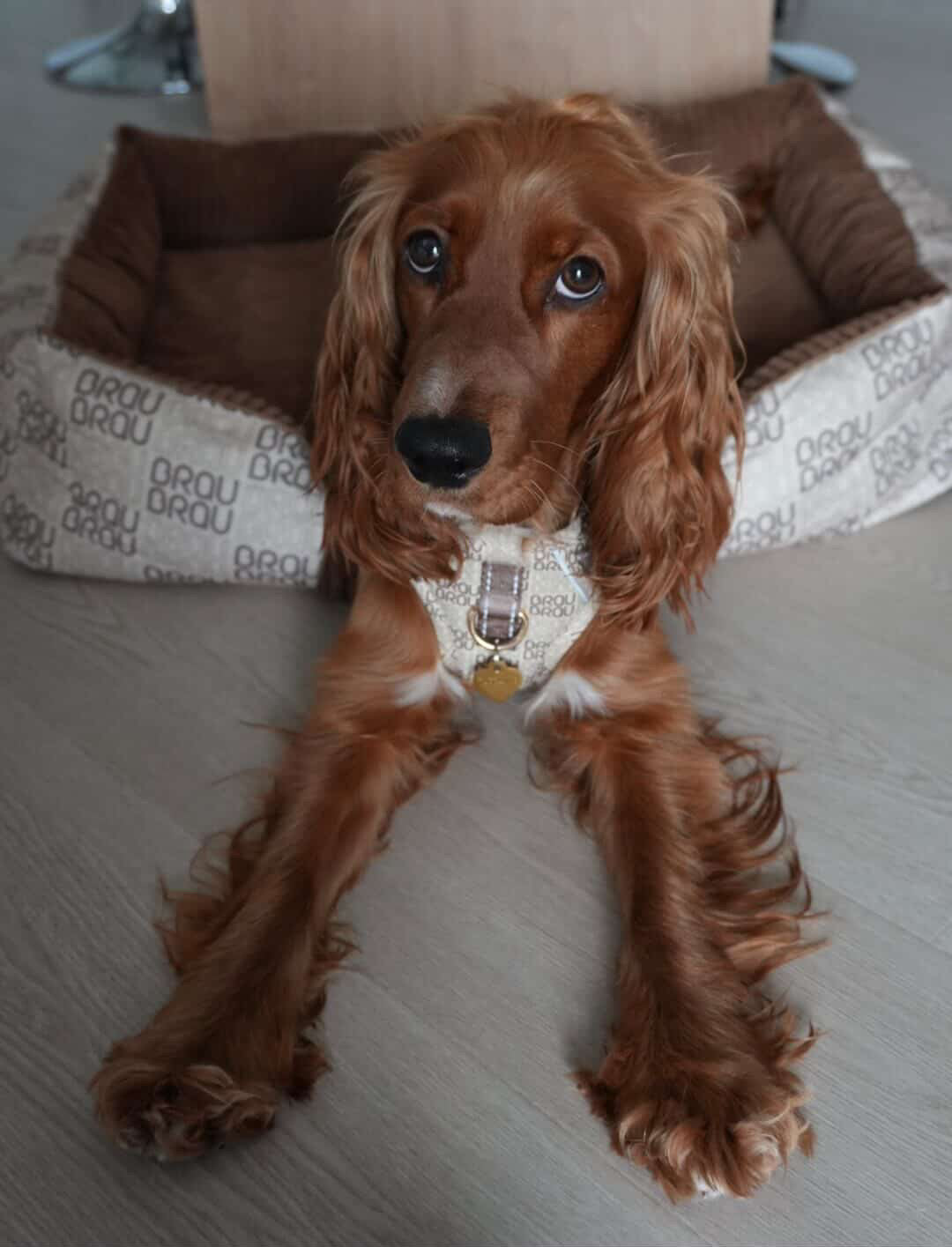 BRAUBRAU Signature Bett Square Mocha Mousse - Für Hunde und Katzen