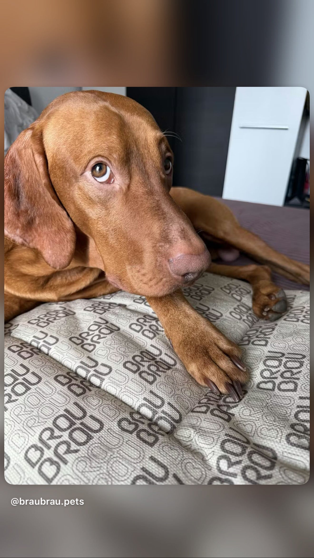 BRAUBRAU Signature Matratze Flat Mocha Mousse - Für Hunde und Katzen