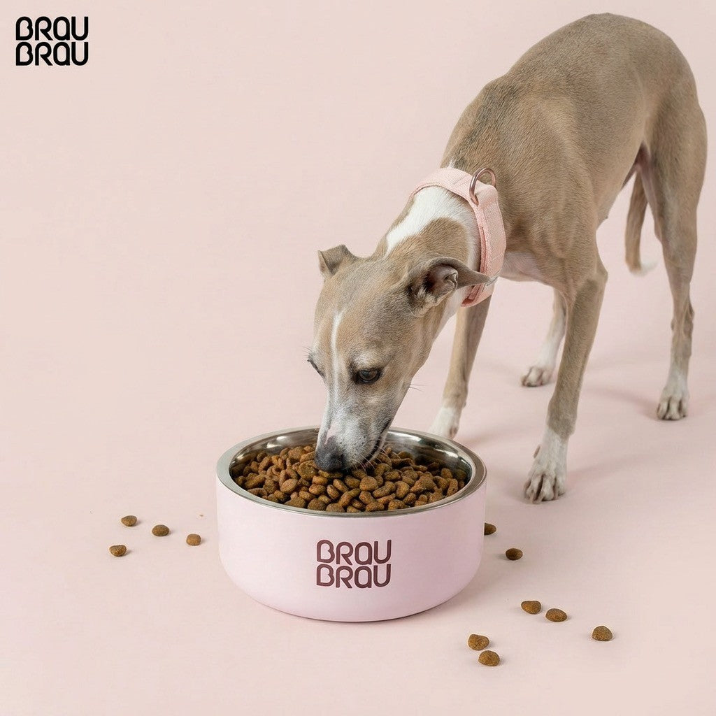 Câine mâncând dintr-un bol BrauBrau roz pentru hrană uscată