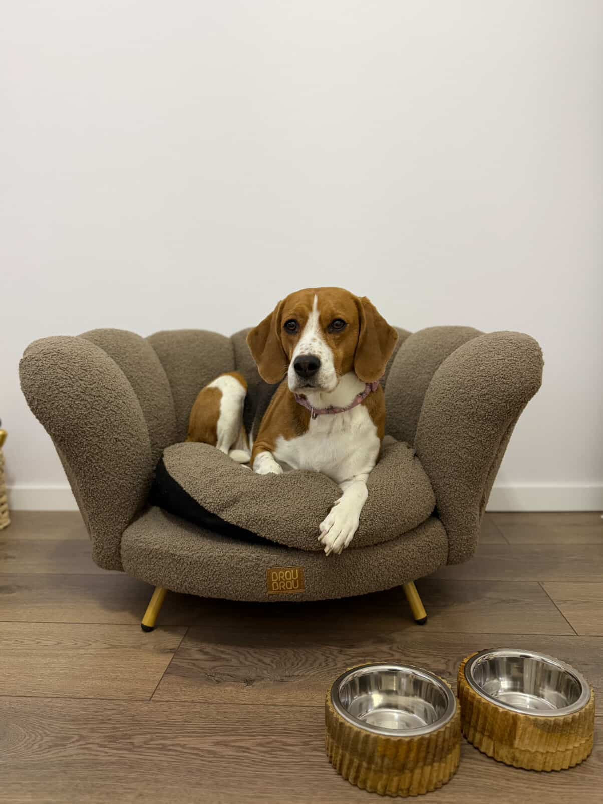 Câine beagle într-o canapea BrauBrau într-un apartament