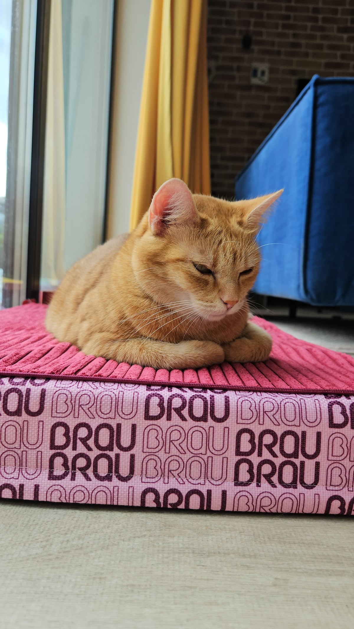 Hundematratze BRAUBRAU Signature Velvet Pink – für Hunde & Katzen