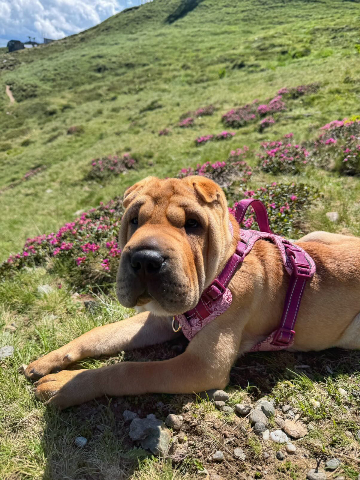 Signature Walk Set Rosa (3-teilig) – verstellbare Leine, Halsband & Geschirr für Hunde