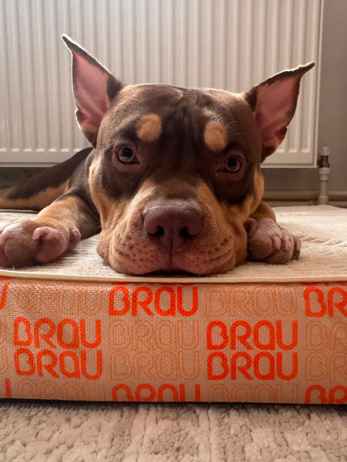 Hundematratze BRAUBRAU Signature Summer Peach – für Hunde & Katzen
