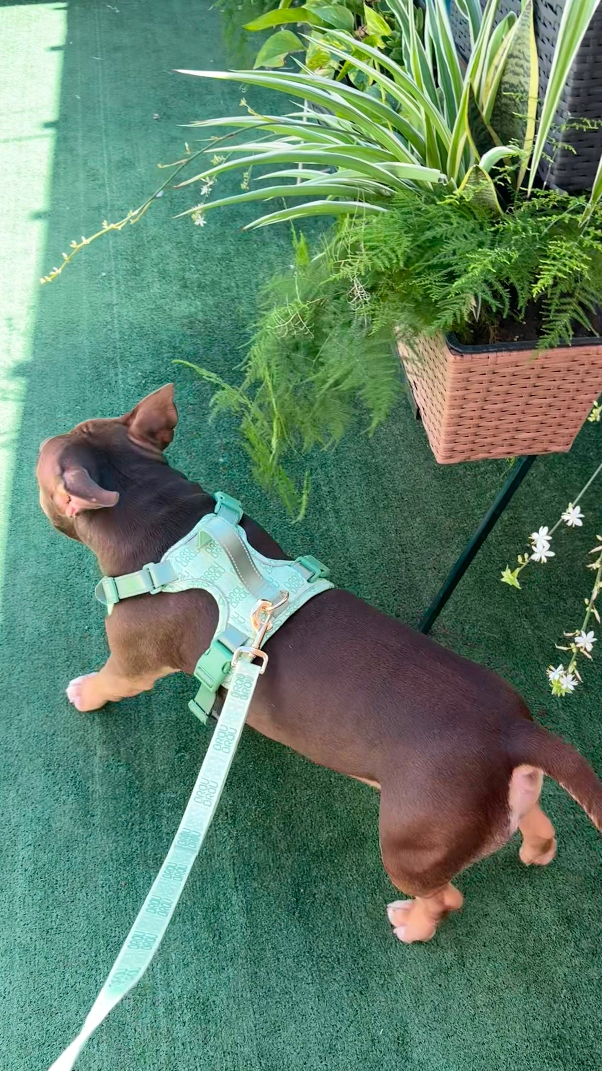 Signature Walk Set Grün (3-teilig) – verstellbare Leine, Halsband & Geschirr für Hunde