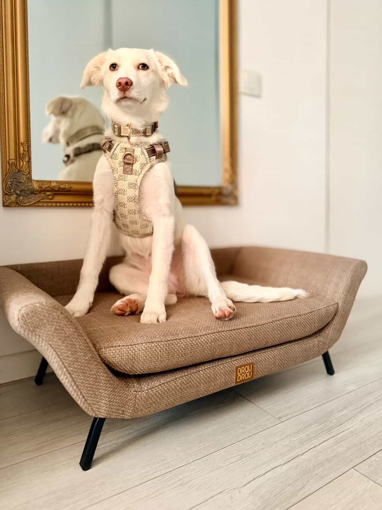 Beiges Sofa - Retro BRAUBRAU für Haustiere (Hunde und Katzen)