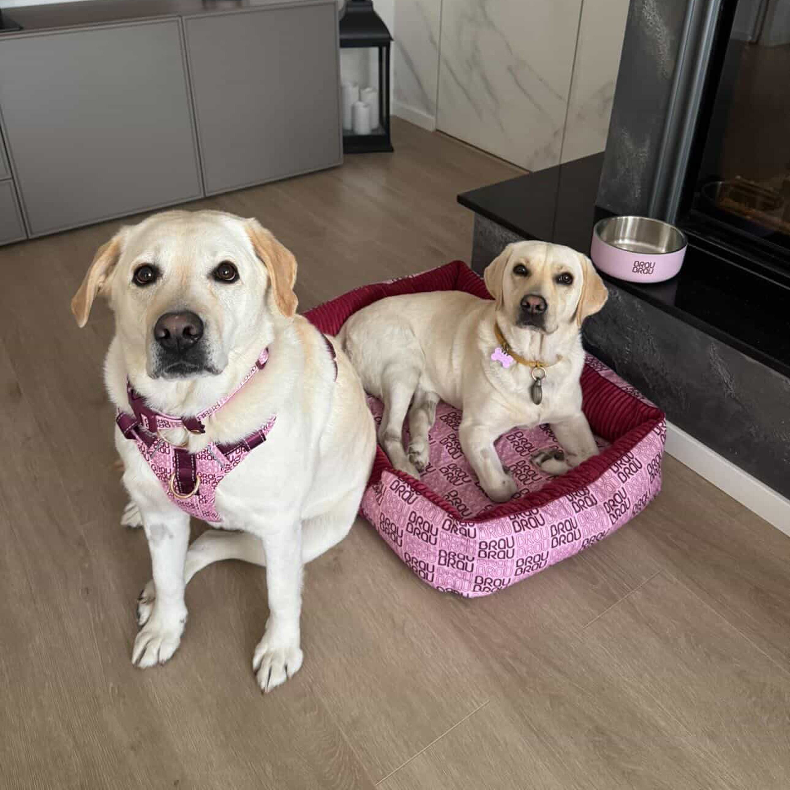Signature Walk Set Rosa (3-teilig) - Verstellbare Leine, Halsband und Geschirr für Hunde