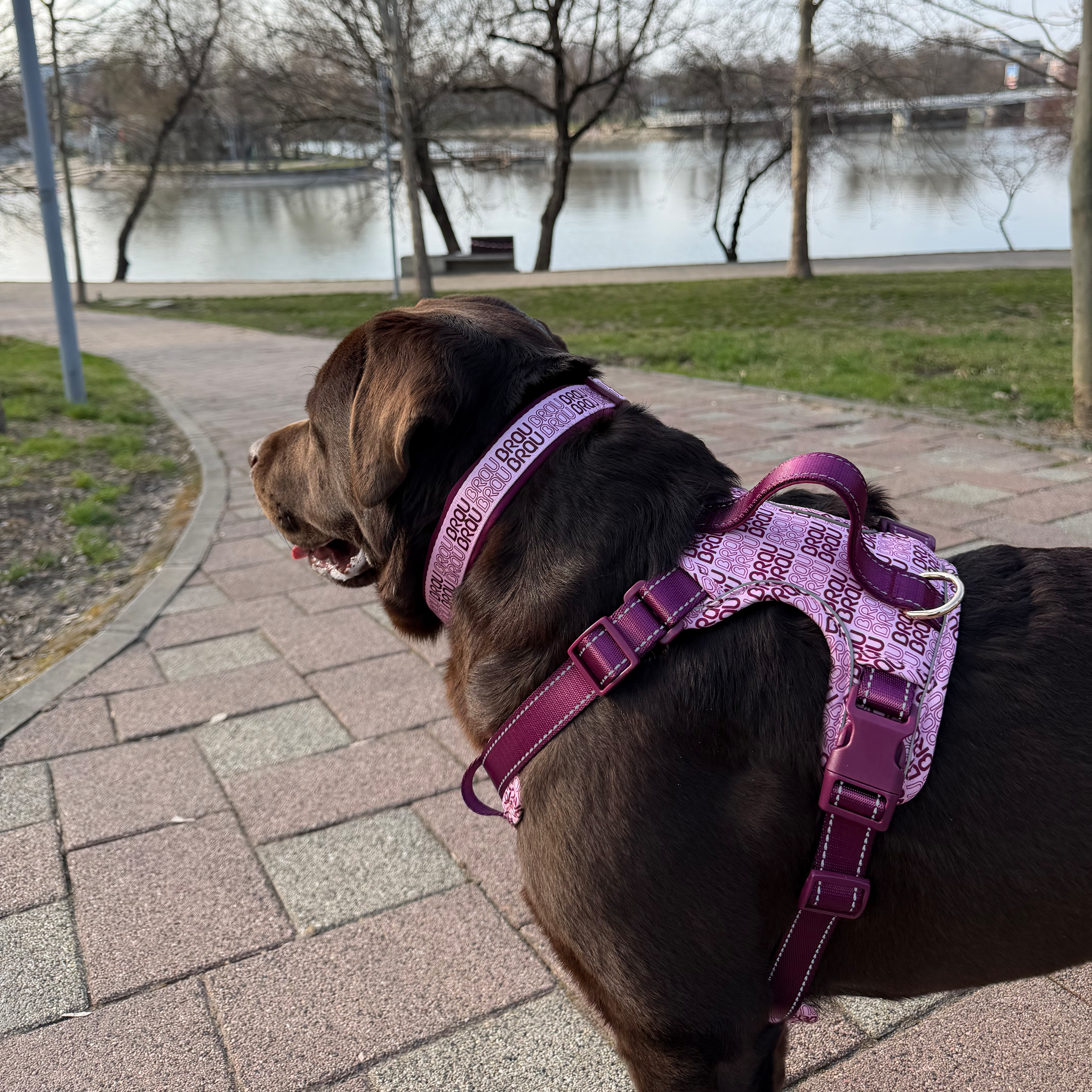 Signature Walk Set Rosa (3-teilig) - Verstellbare Leine, Halsband und Geschirr für Hunde