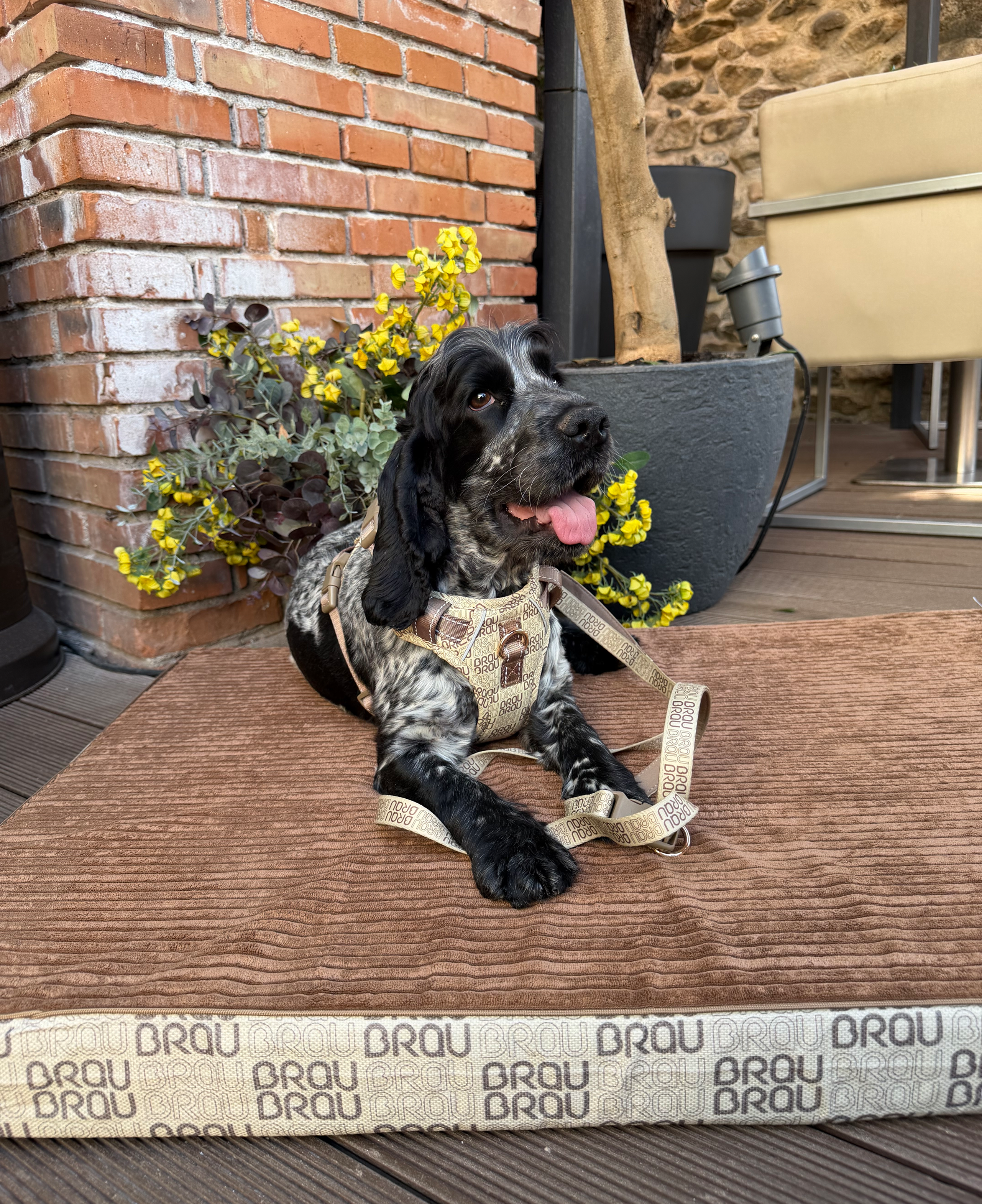 Signature Walk Set Braun (3-teilig) - Verstellbare Leine, Halsband und Geschirr für Hunde
