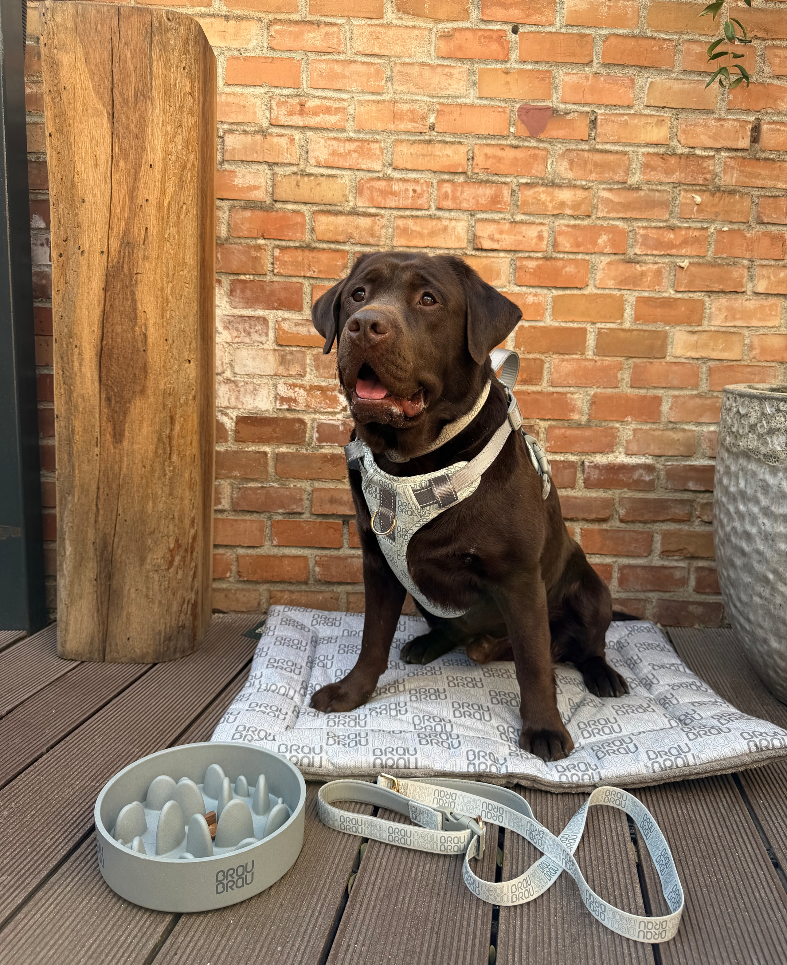 Signature Walk Set Braun (3-teilig) - Verstellbare Leine, Halsband und Geschirr für Hunde
