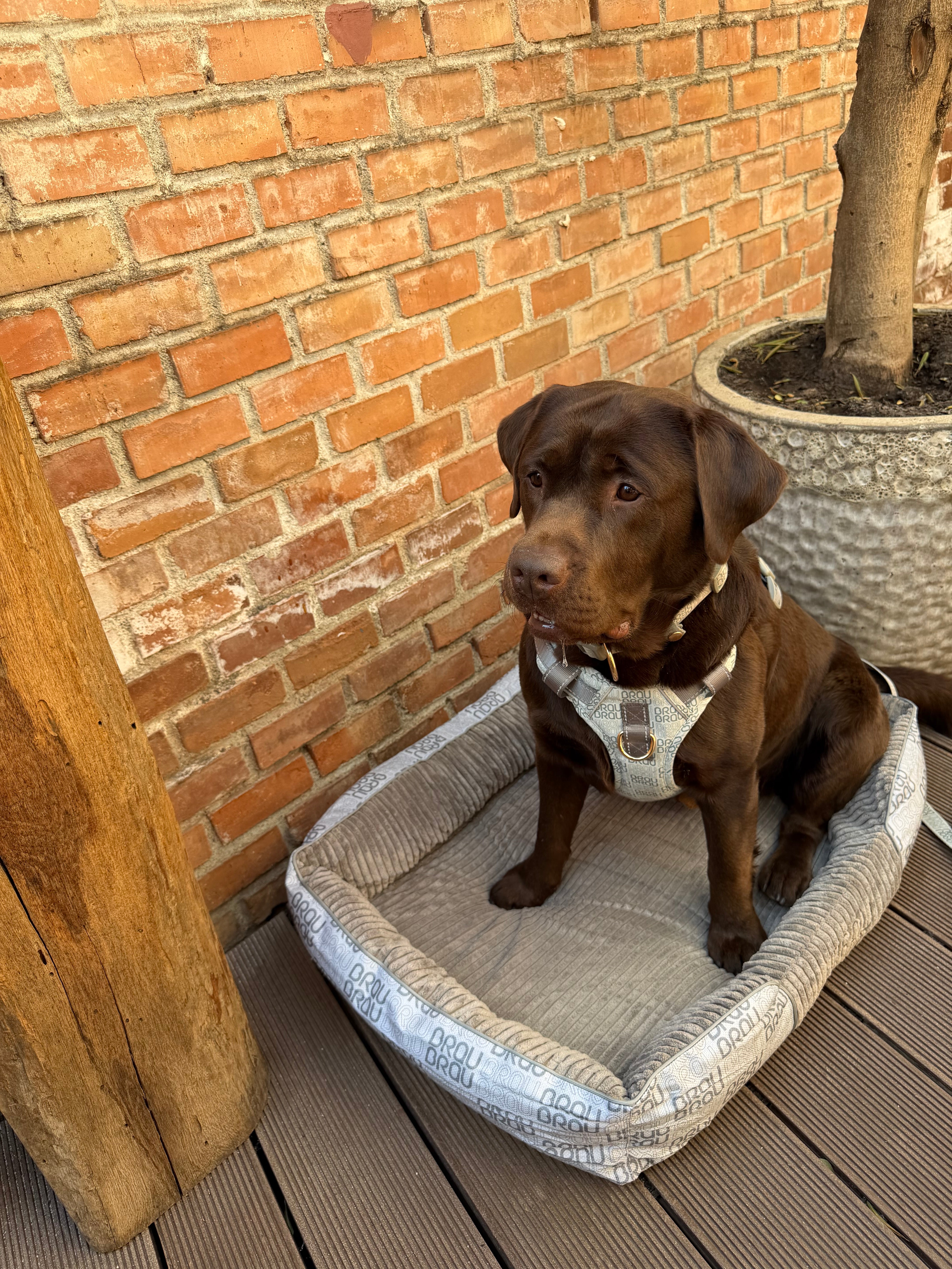 BRAUBRAU Signature Bettchen Square Light Grey - für Hunde und Katzen