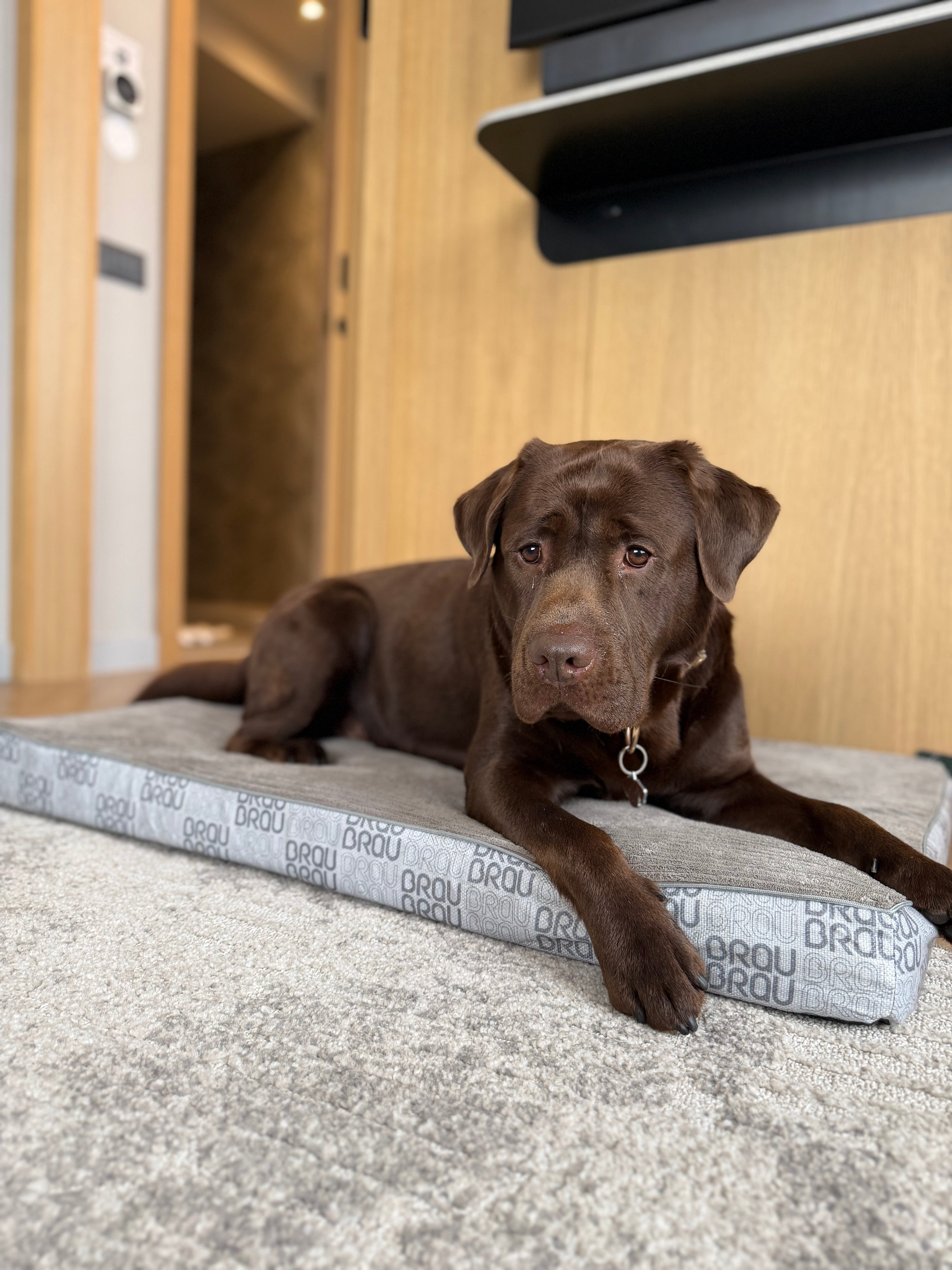 BRAUBRAU Signature Matratze Light Grey - für Hunde und Katzen