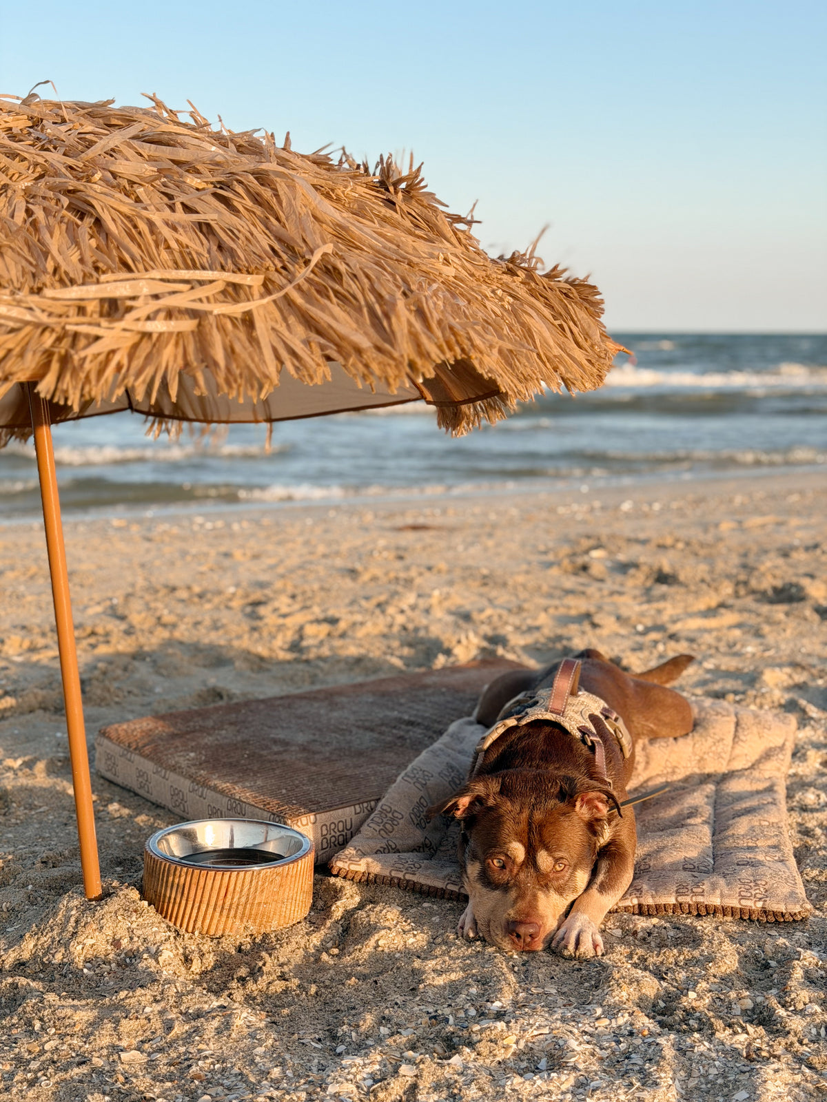 Signature Walk Set Braun (3-teilig) – verstellbare Leine, Halsband & Geschirr für Hunde