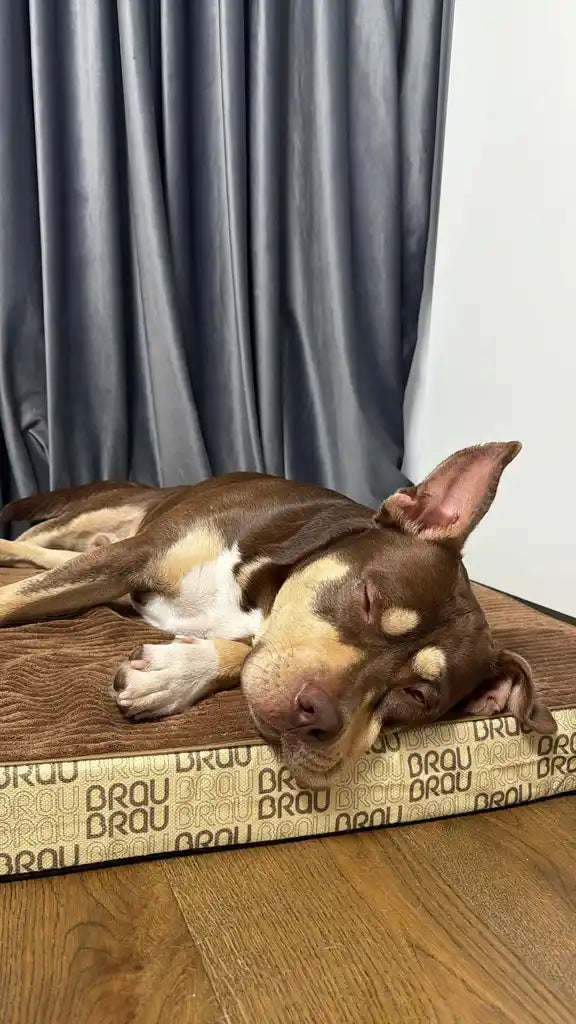 BRAUBRAU Signature Matratze Mocha Mousse - Für Hunde und Katzen