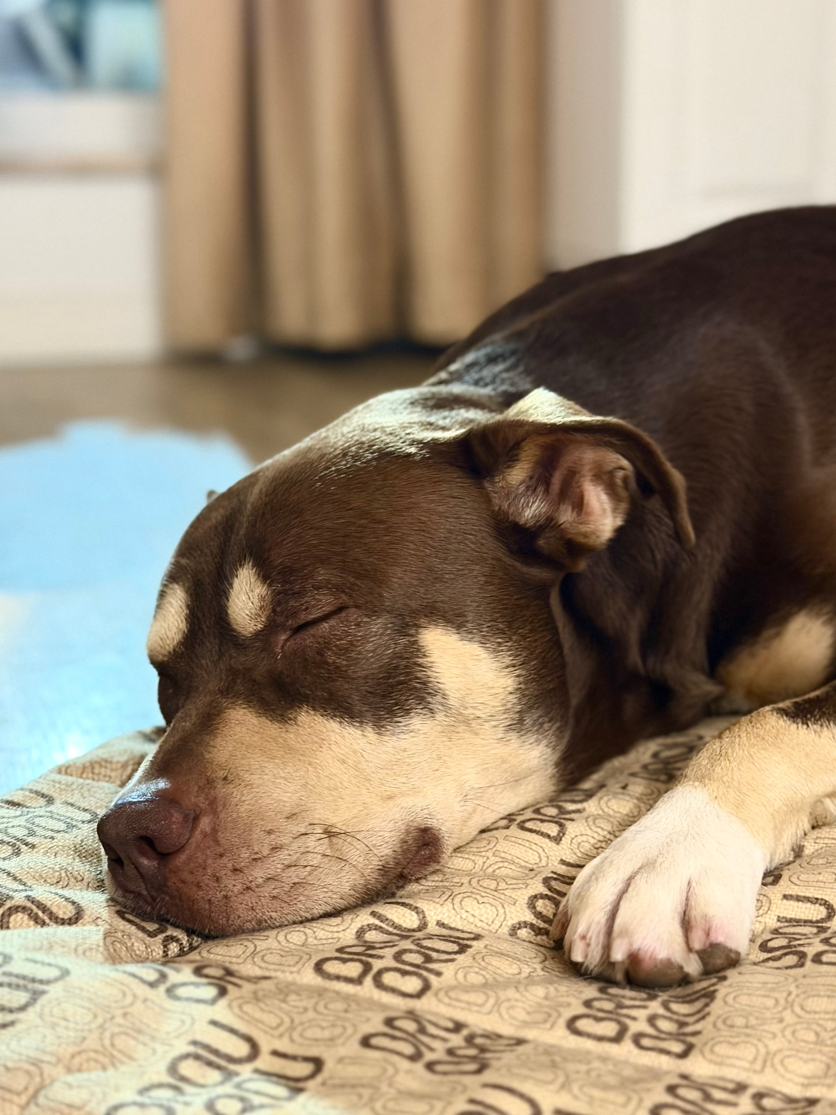 BRAUBRAU Signature Matratze Flat Mocha Mousse - Für Hunde und Katzen
