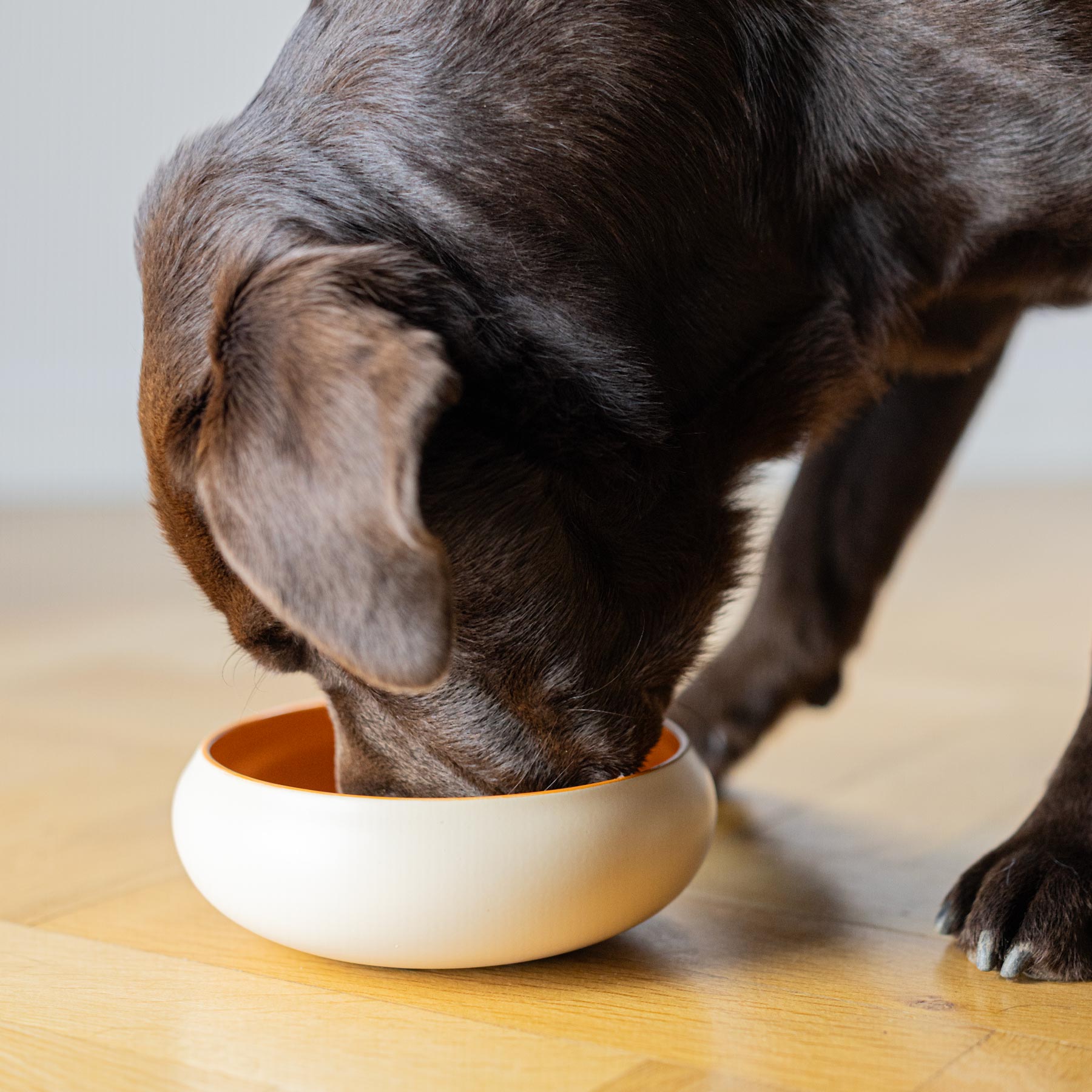 BRAUBRAU Beige-Orangefarbener Futternapf für Haustiere (Hunde & Katzen)