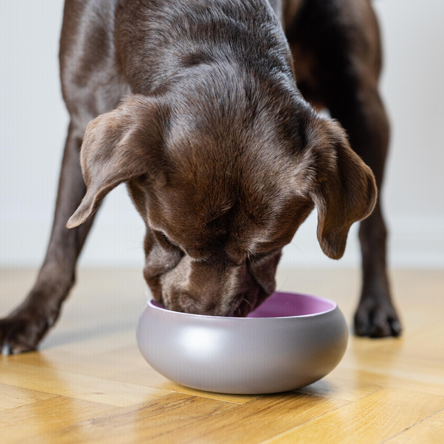 BRAUBRAU Rosa Futternapf für Hunde und Katzen