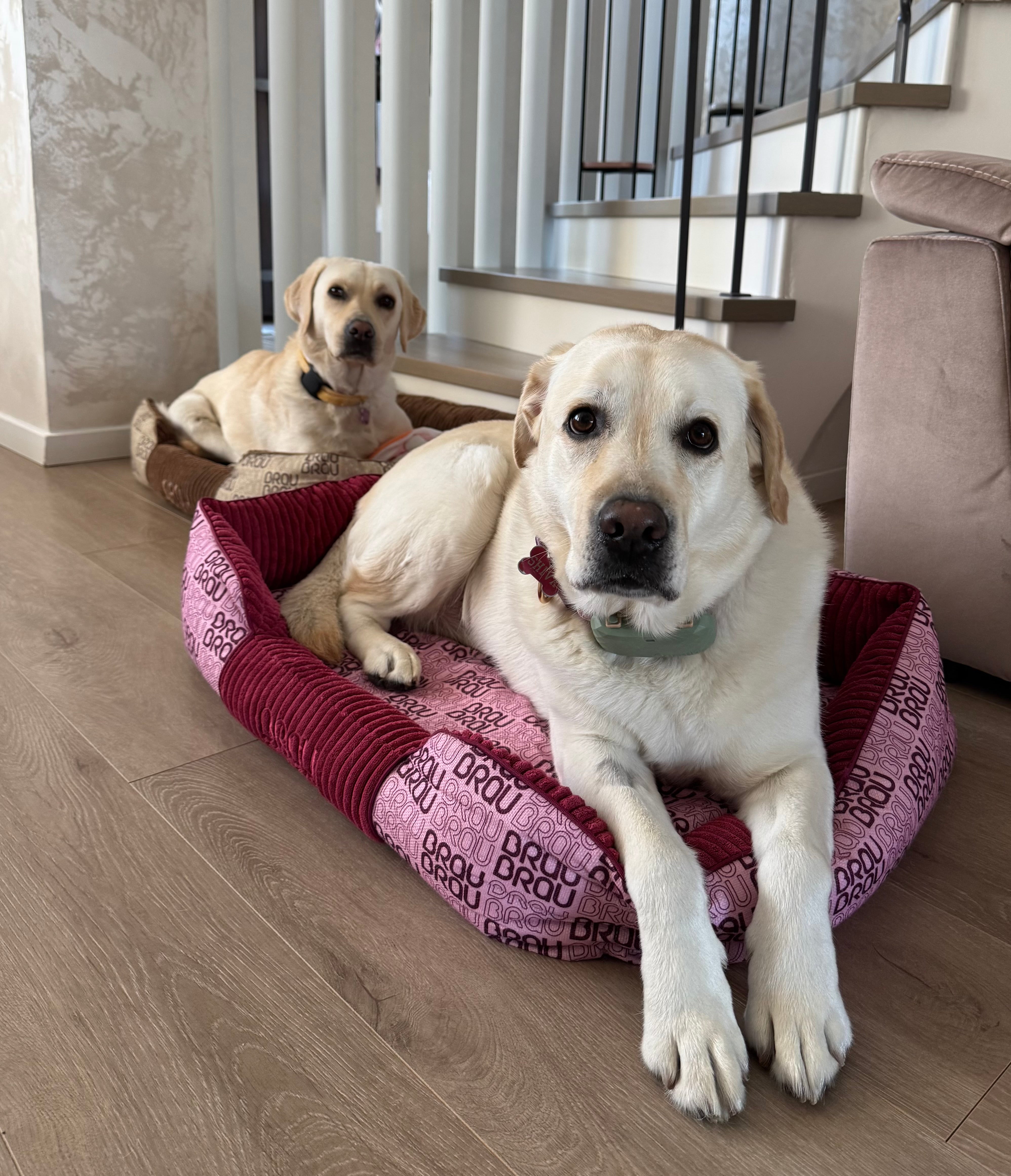 Graues Bett - Orthopädische Seide BRAUBRAU für Haustiere (Hunde und Katzen)