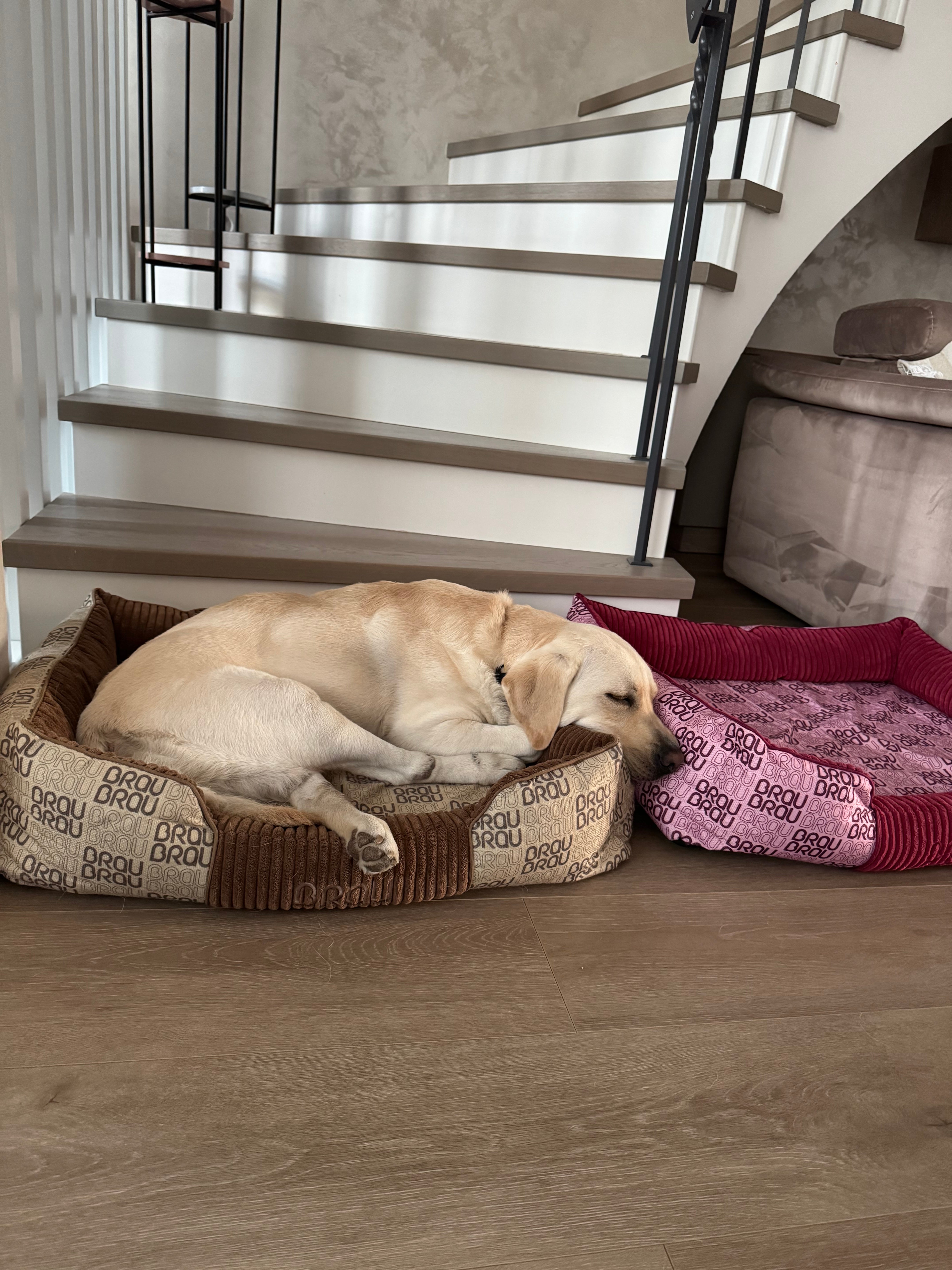 BRAUBRAU Signature Bett Square Mocha Mousse - Für Hunde und Katzen