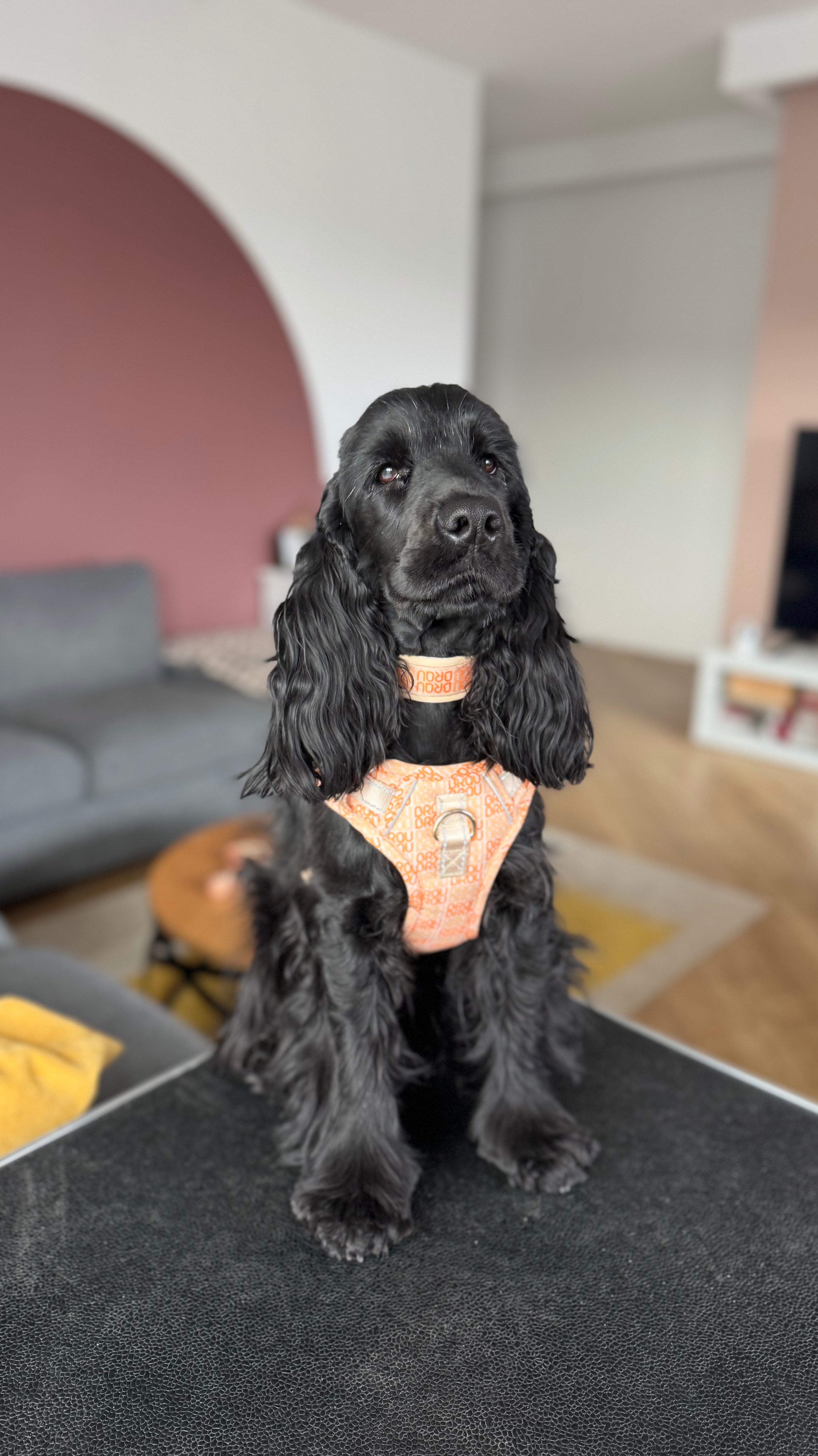 Signature Walk Set Orange (3-teilig) - Verstellbare Leine, Halsband und Geschirr für Hunde