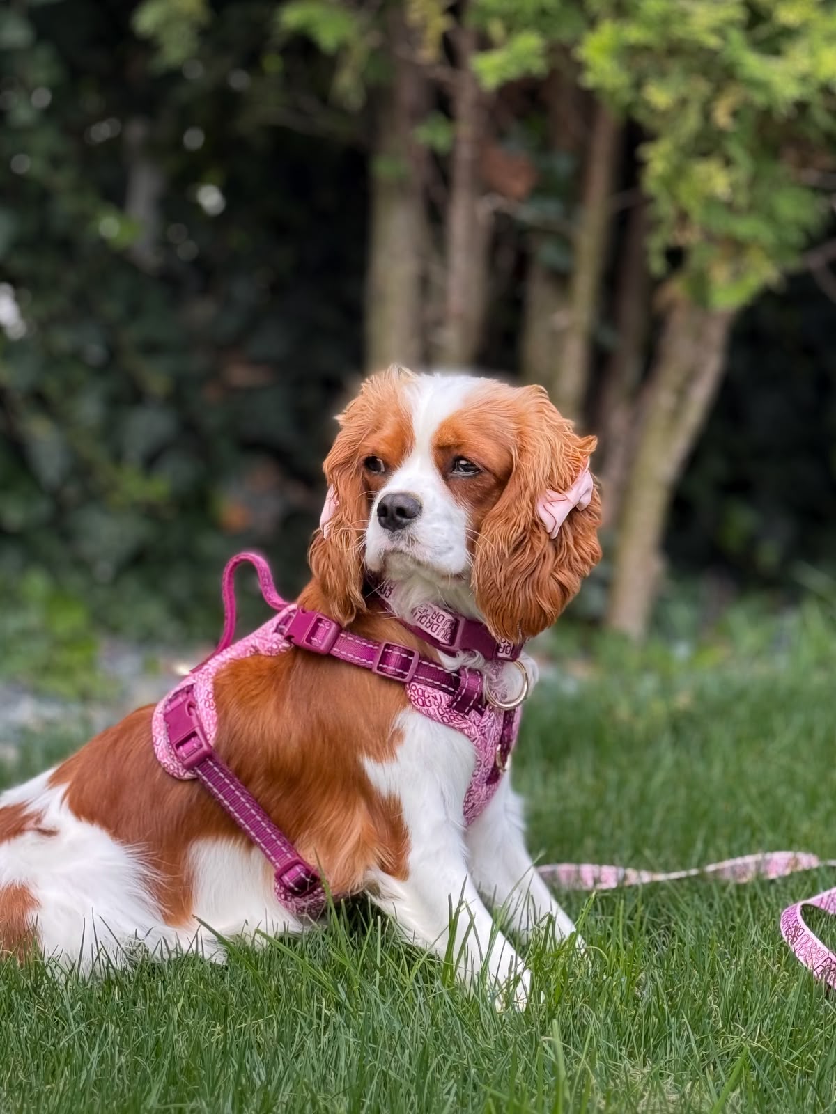 Signature Walk Set Rosa (3-teilig) – verstellbare Leine, Halsband & Geschirr für Hunde