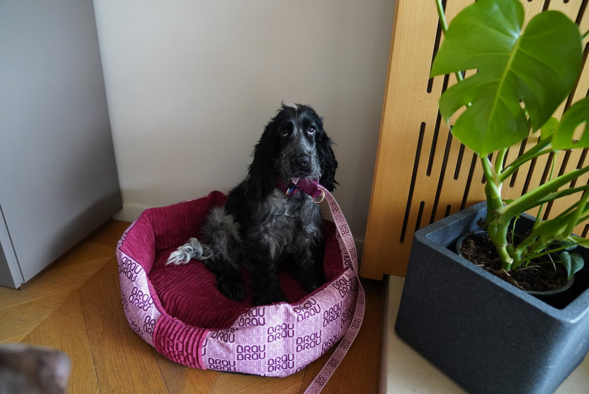 Hundebett BRAUBRAU Signature Square Velvet Pink – für Hunde & Katzen