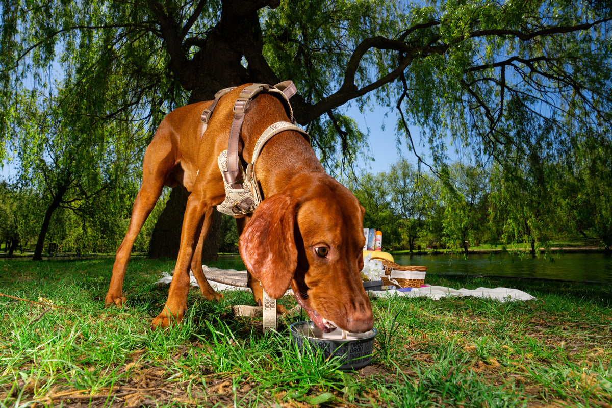 Reise-Napfset Nomad Spirit von BRAUBRAU – für Hunde & Katzen
