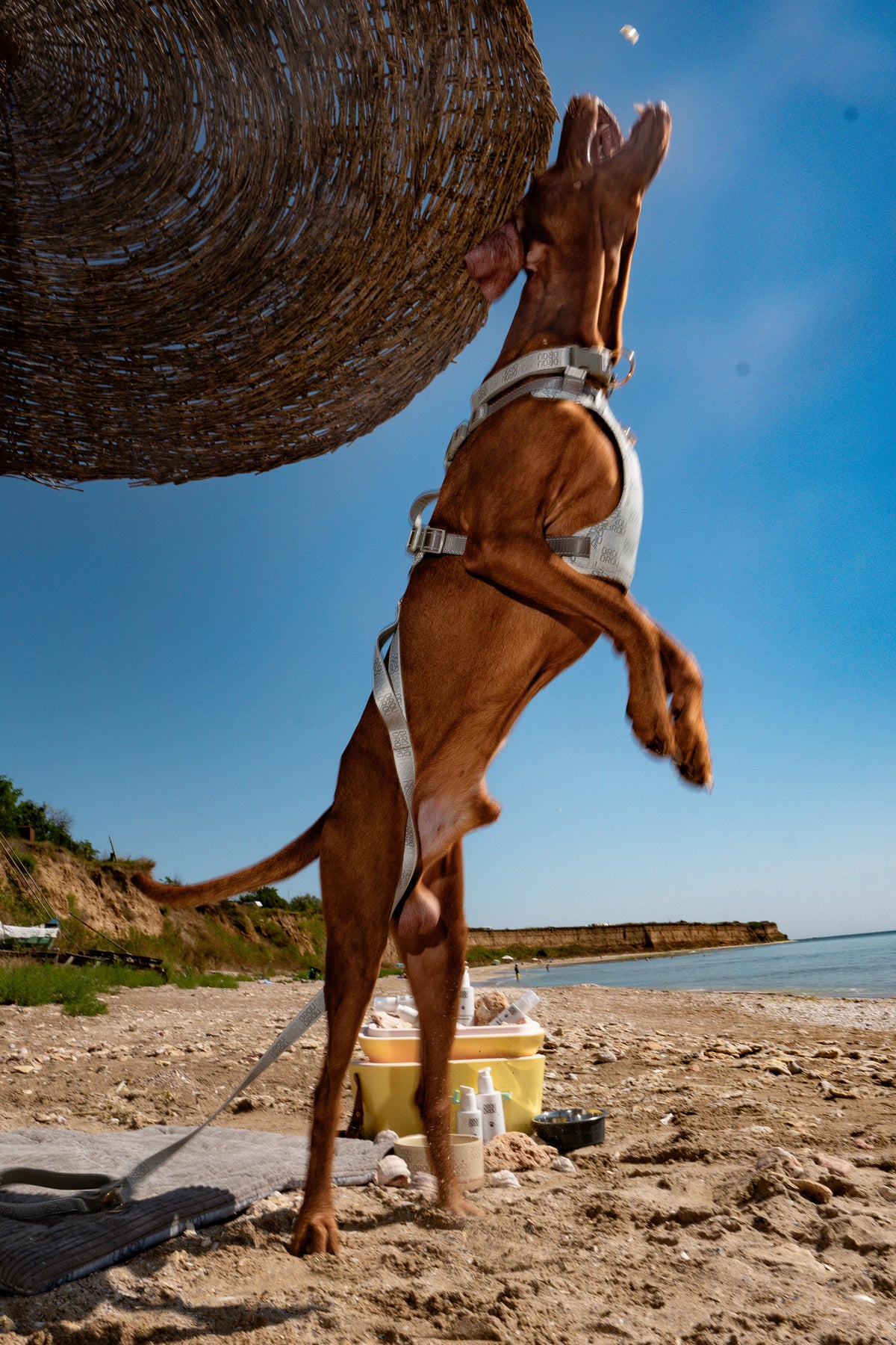 Signature Walk Set Grau (3-teilig) – verstellbare Leine, Halsband & Geschirr für Hunde