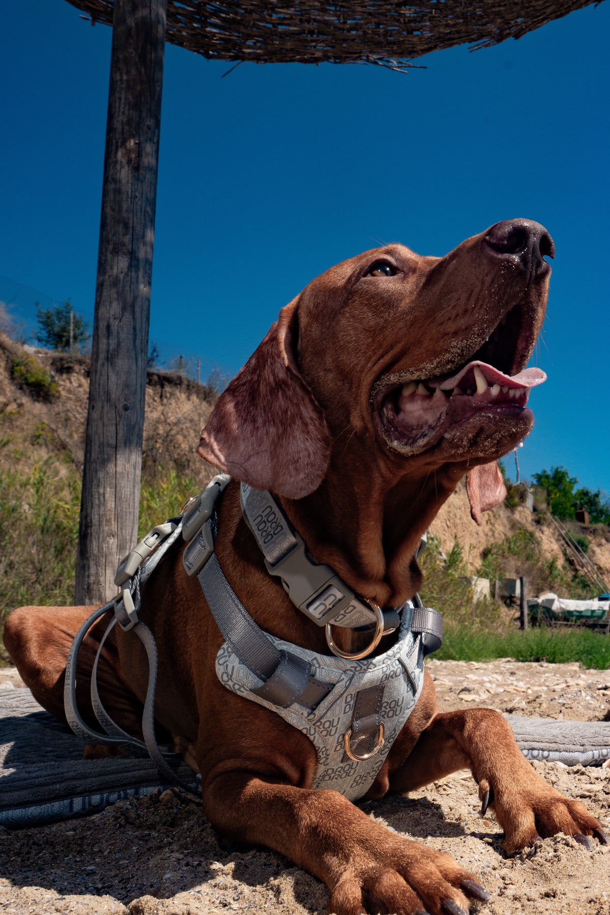 Signature Walk Set Grau (3-teilig) – verstellbare Leine, Halsband & Geschirr für Hunde