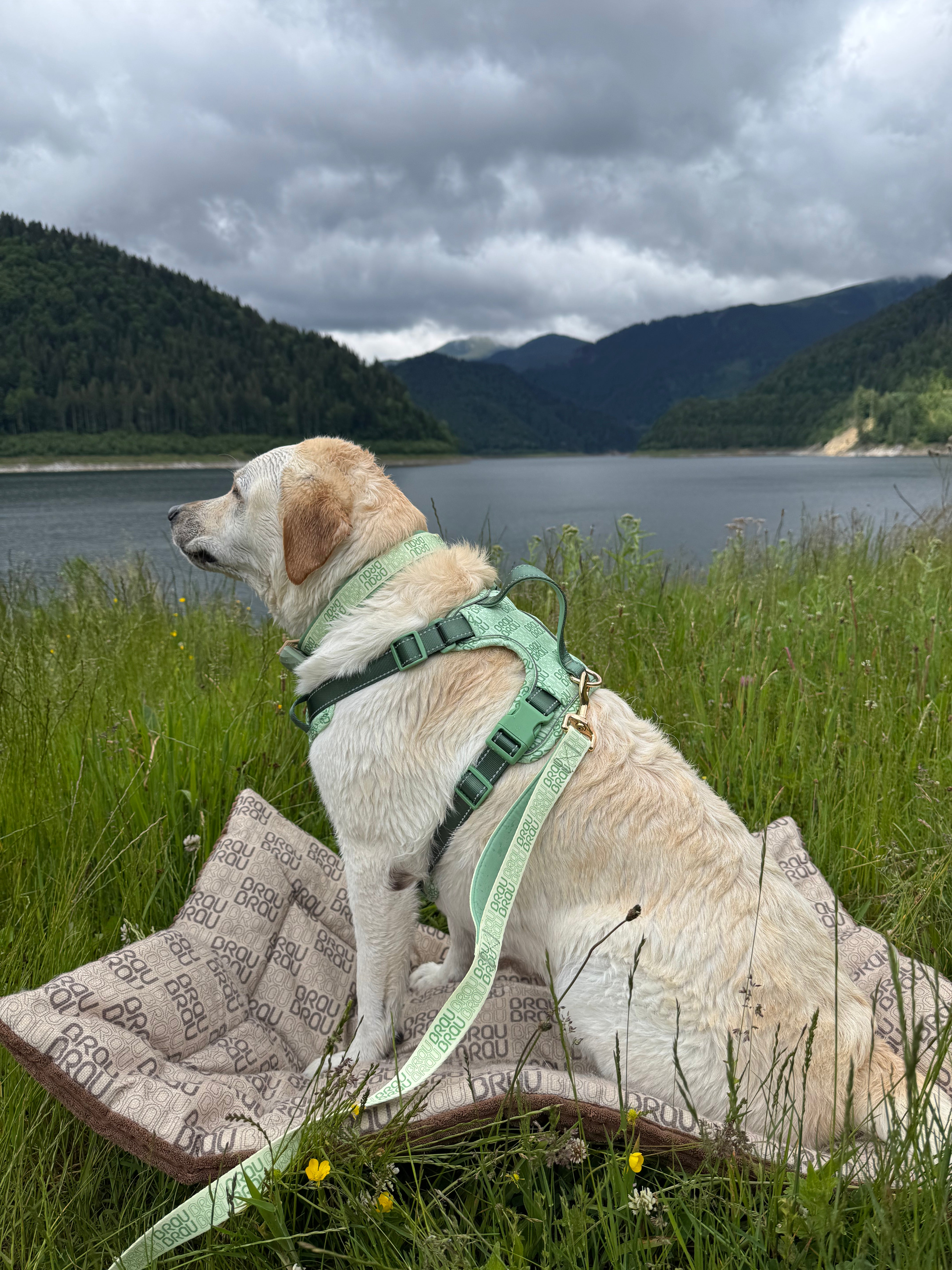Signature Walk Set Grün (3-teilig) – verstellbare Leine, Halsband & Geschirr für Hunde