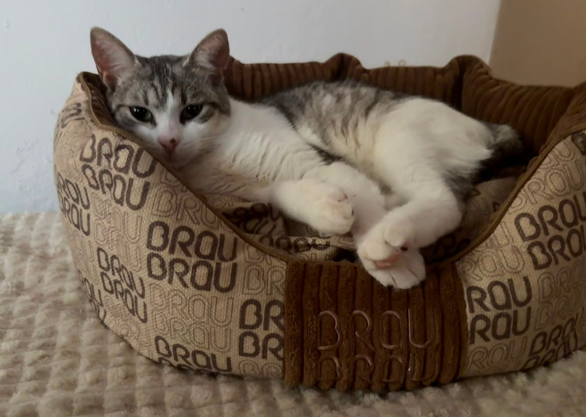 Hundebett BRAUBRAU Signature Round Mocha Mousse – für Hunde & Katzen