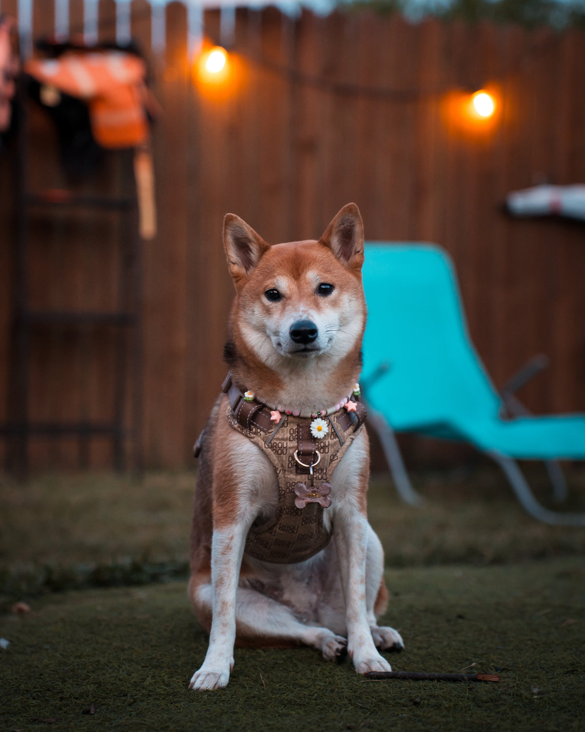 Signature Walk Set Braun (3-teilig) – verstellbare Leine, Halsband & Geschirr für Hunde