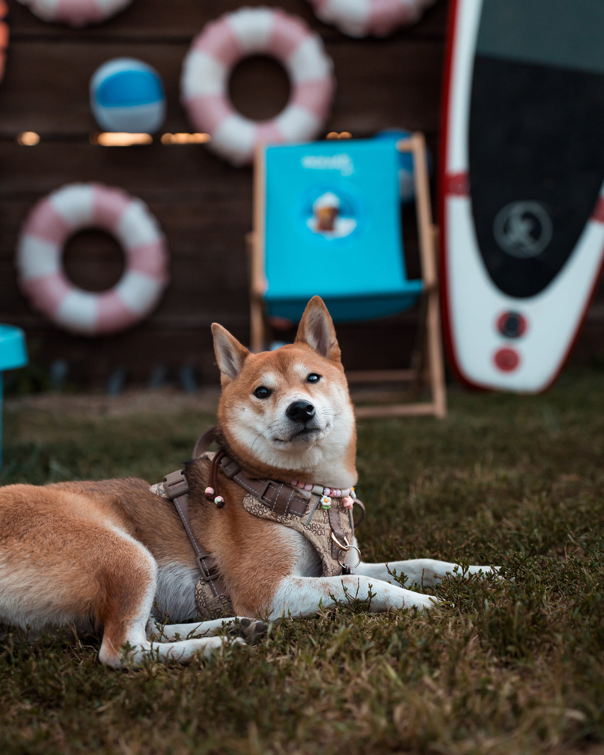 Signature Walk Set Braun (3-teilig) – verstellbare Leine, Halsband & Geschirr für Hunde