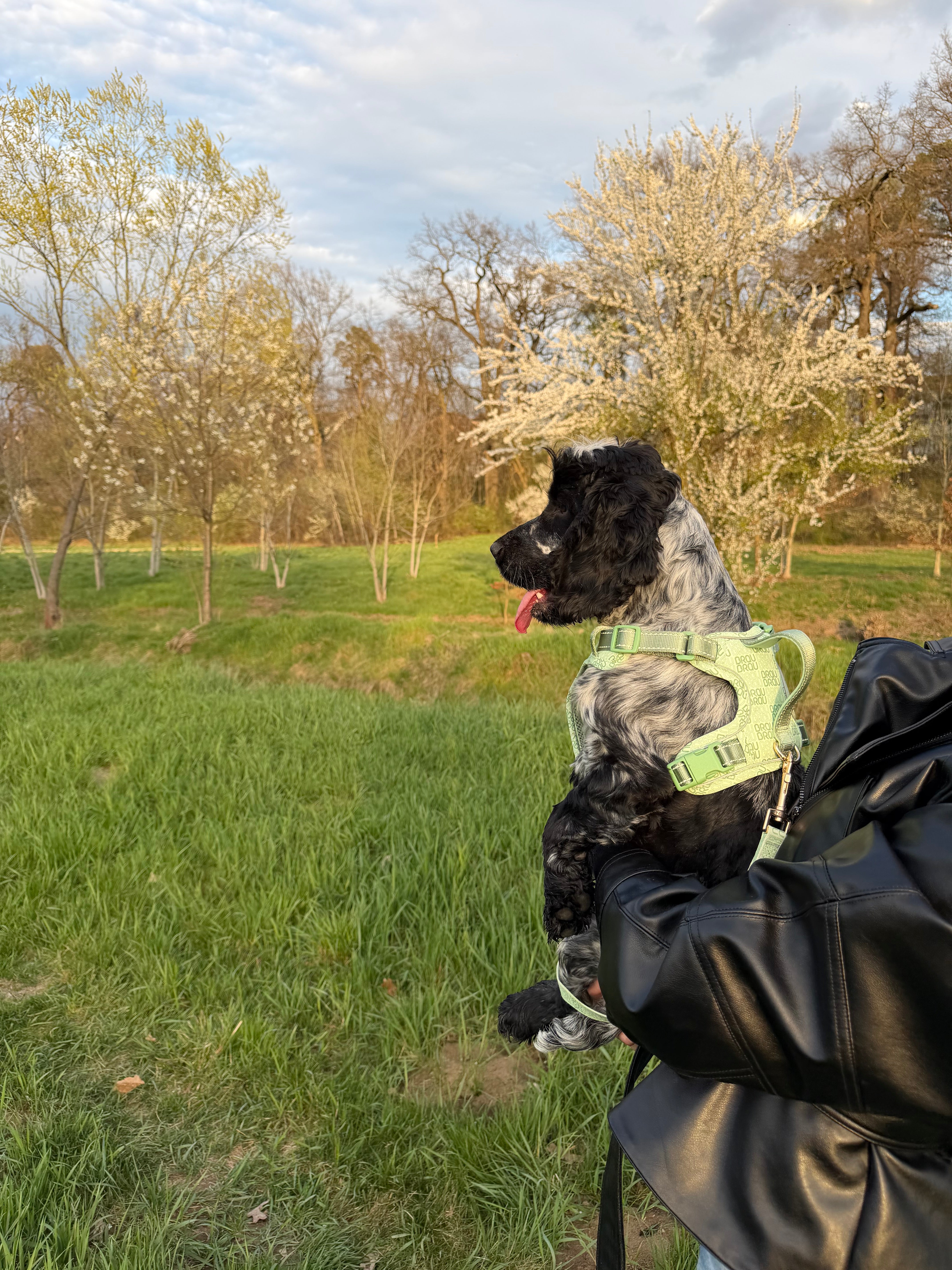 Signature Walk Set Grün (3-teilig) - Verstellbare Leine, Halsband und Geschirr für Hunde
