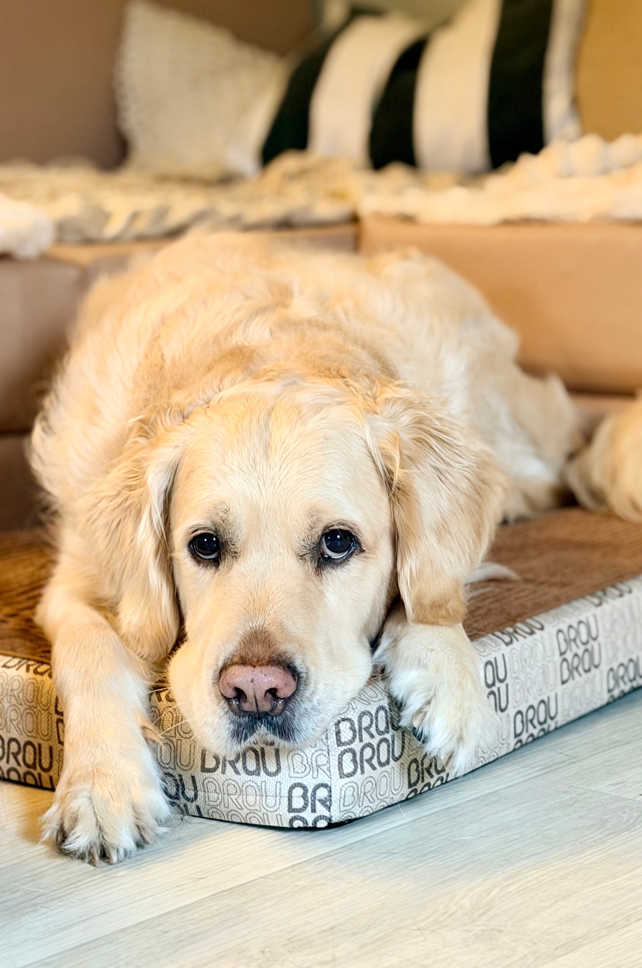 Graues Bett - Orthopädische Seide BRAUBRAU für Haustiere (Hunde und Katzen)